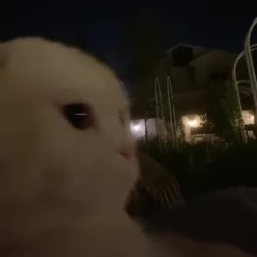 Cute catt 😂😊🙂🔥💚💚✌️#shorts