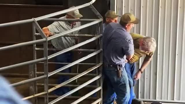 Working around livestock can be dangerous. Hats off to this guy.. t