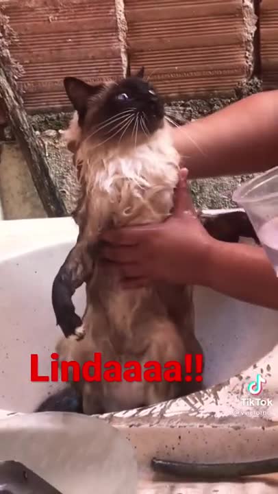 Gata Estelinha magoada, magoei!