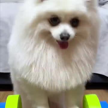 Pomeranian Dog Price In Bangladesh and India. rumbel video, viral video, dogs, video, dogs video,
