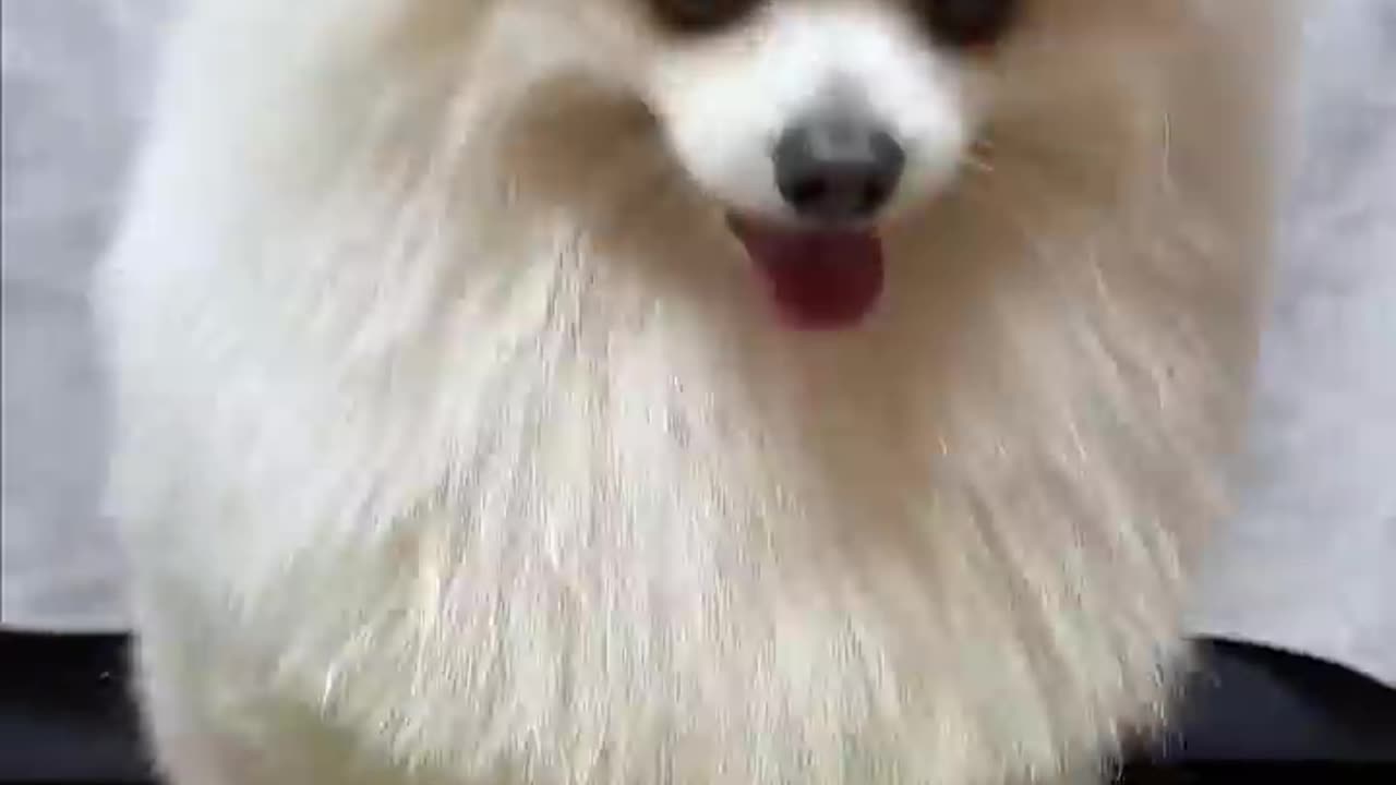 Pomeranian Dog Price In Bangladesh and India. rumbel video, viral video, dogs, video, dogs video,