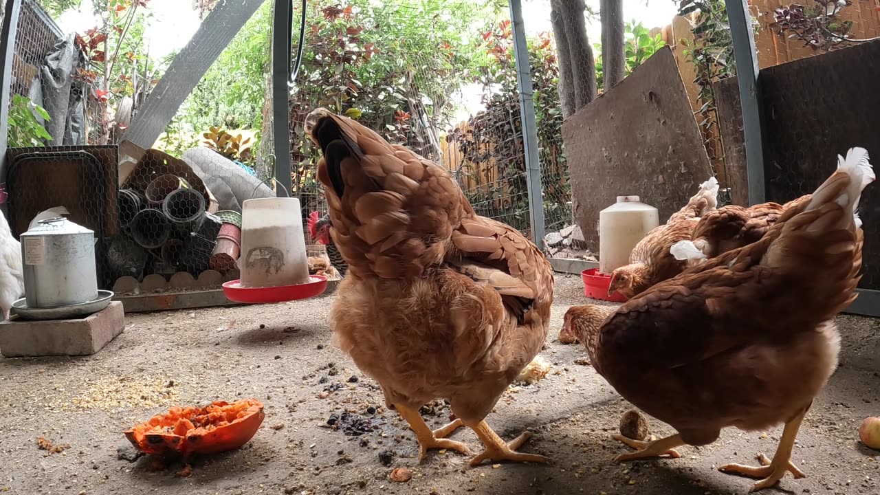 Backyard Chickens Feast On Gourmet Food Mukbang! Sounds Noises Hens Roosters!