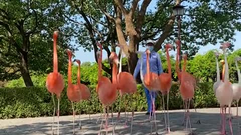 Must see the flamingos Do you have them on your sheets