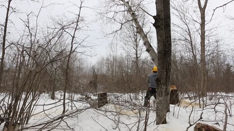 ALL Poplar MUST GO! 4 booms from my trusty Stihl MS291