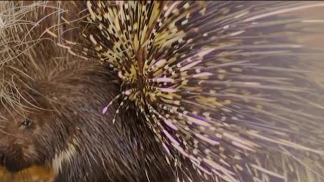 Animal dangereux