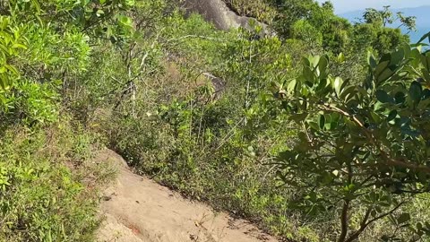 18/19 - Explorando a Trilha do Morro do Macaco em Bombinhas: Uma Experiência Imersiva! #bombinhas