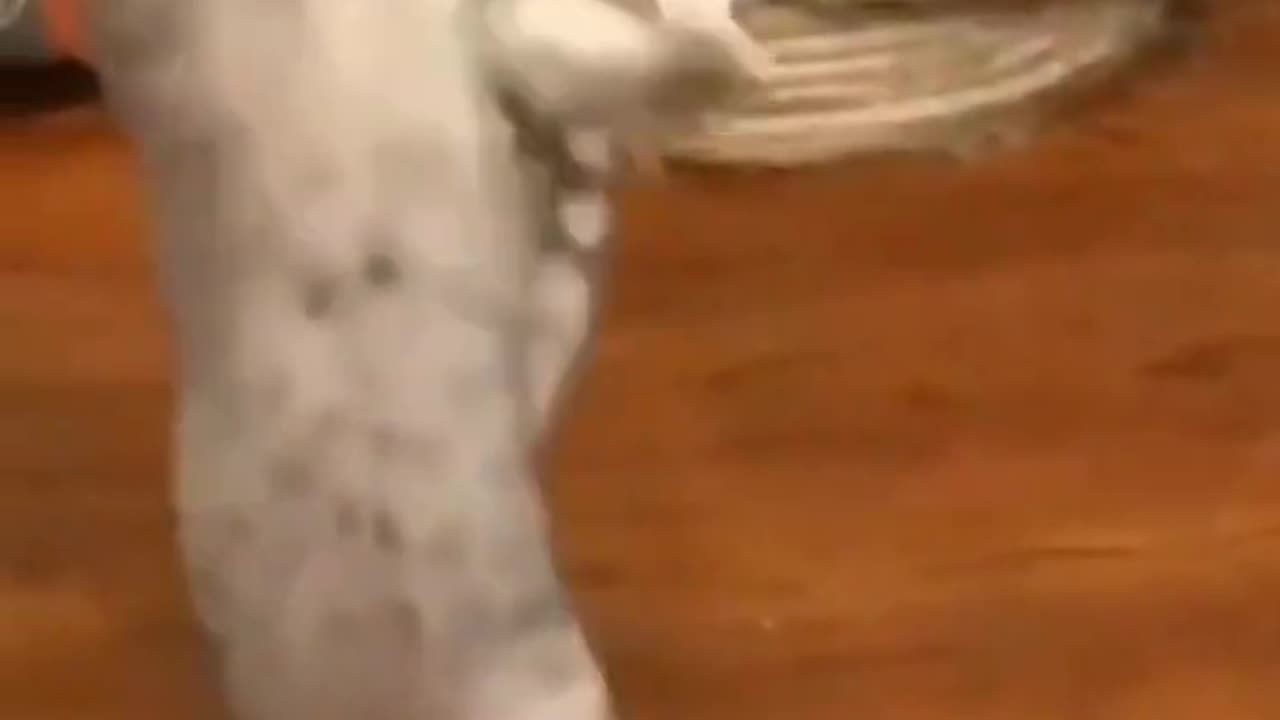 Cute cat 😍
