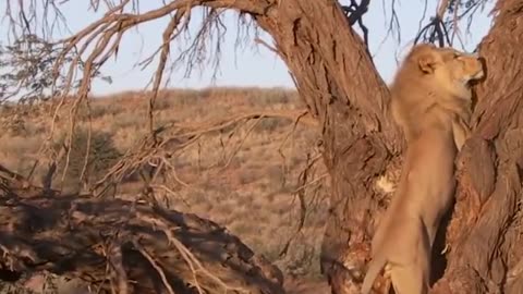 Incredible battle for survival - wild animals fighting lion vs leopard - leopard attack fail