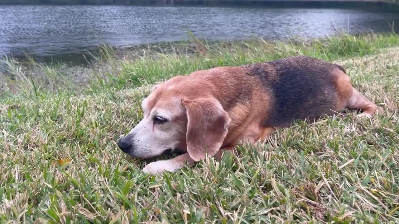 Trixie's last visit to the park