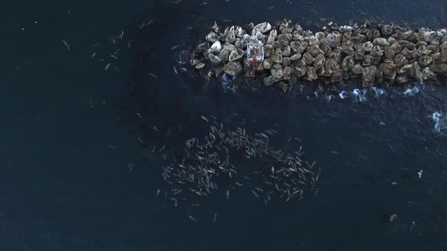 Sea Lions Floating with Full Tummies