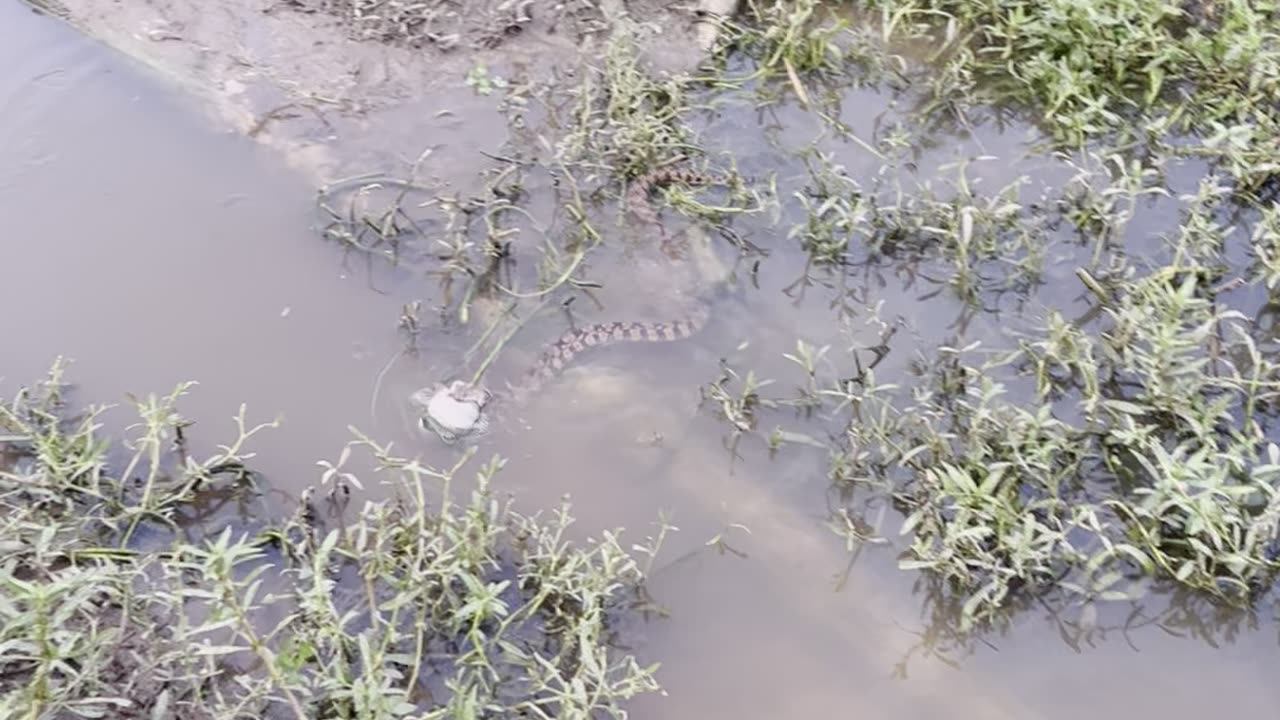 LOOK AT THIS SNAKE EATING A FISH❗️