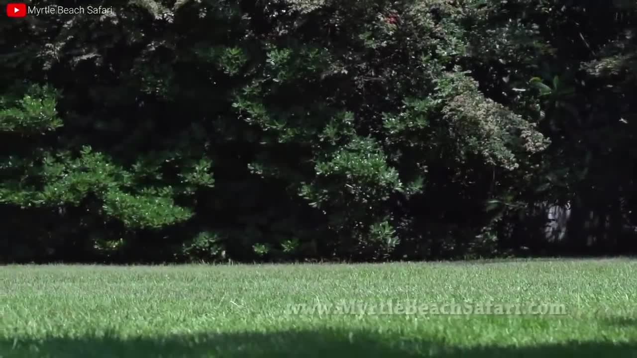 Lion VS Tiger Real Fight - Tough Creatures