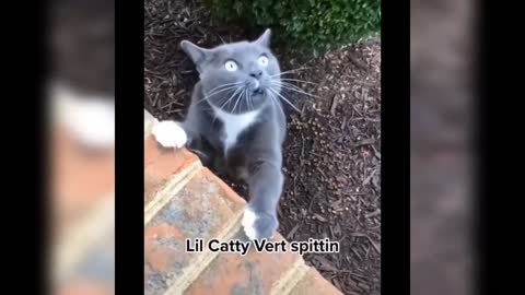 Funny cat video