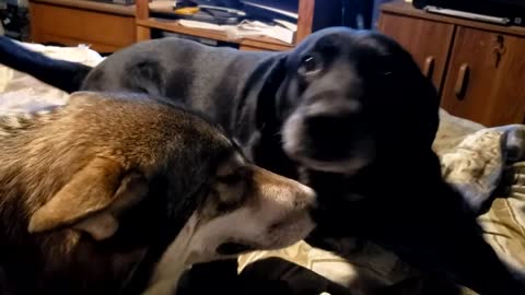 wolfdog and labrador retriever kisses