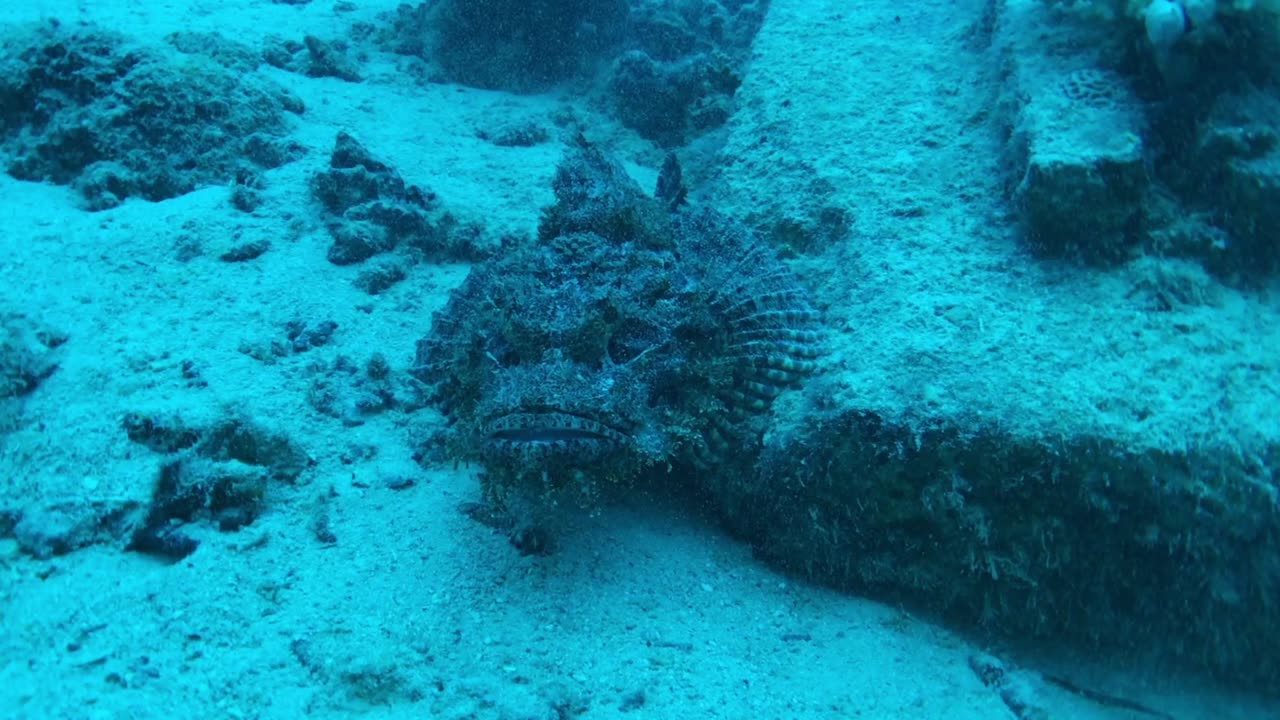 This scorpion fish looks like a sea dragon - no sound