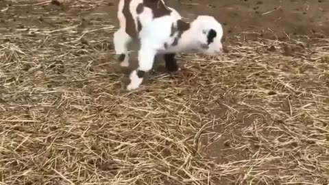 Cute Goat