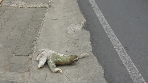 Slowmosan animal