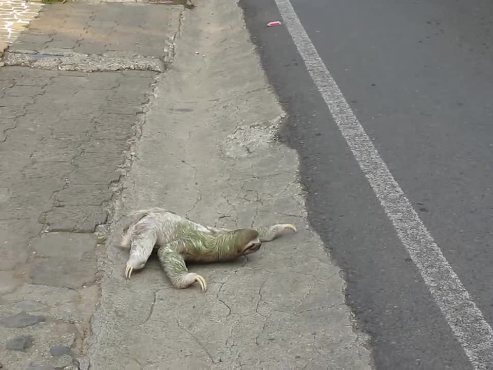Slowmosan animal