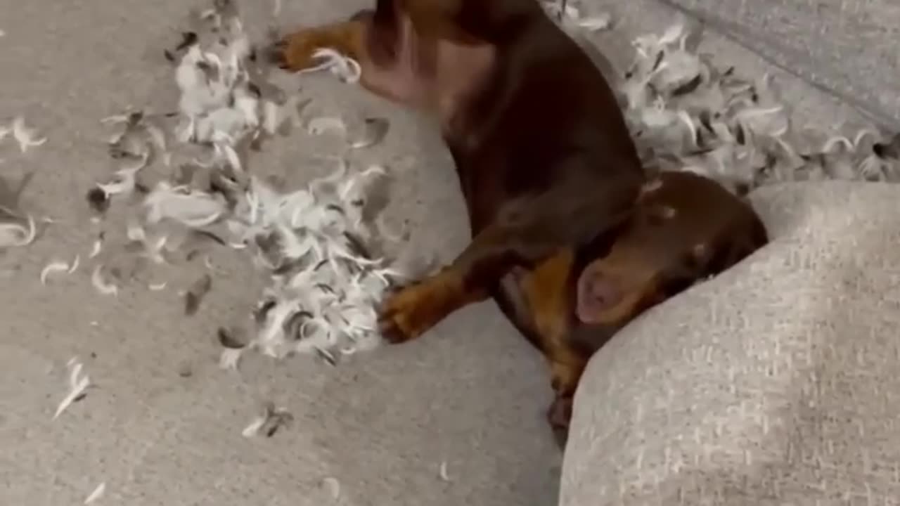 Funny animal videos 2023 - Funny cats/dogs - Funny animal