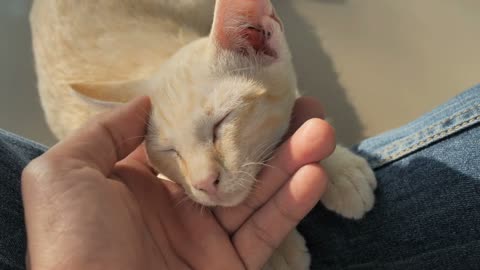 Lovely kitten rest beside person