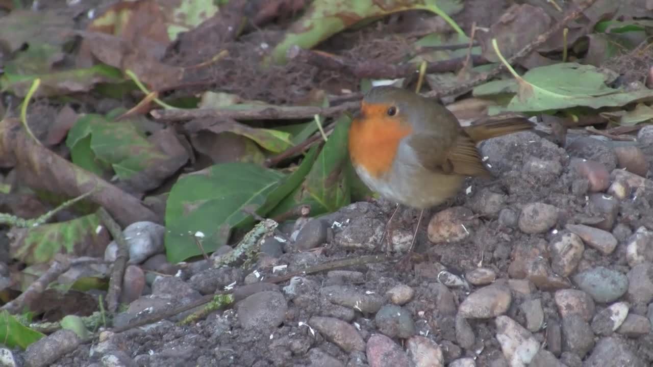 Robin Redbreast Bird Wildlife Animal Fauna