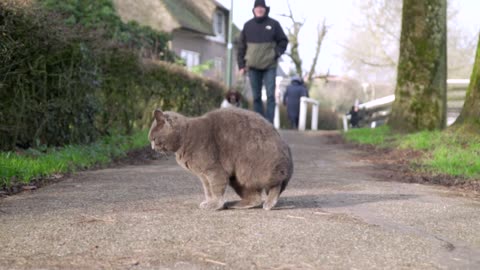 A dog approaching a cat