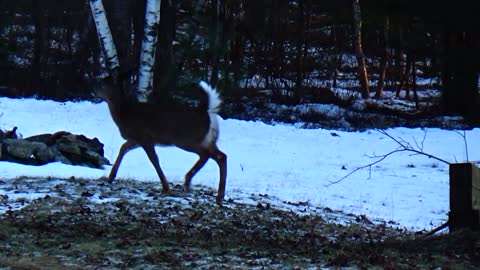 White-tailed deer