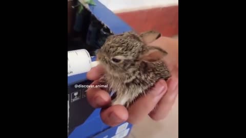 Cute baby animals Videos Compilation cute moment of the animals - Cutest Animals