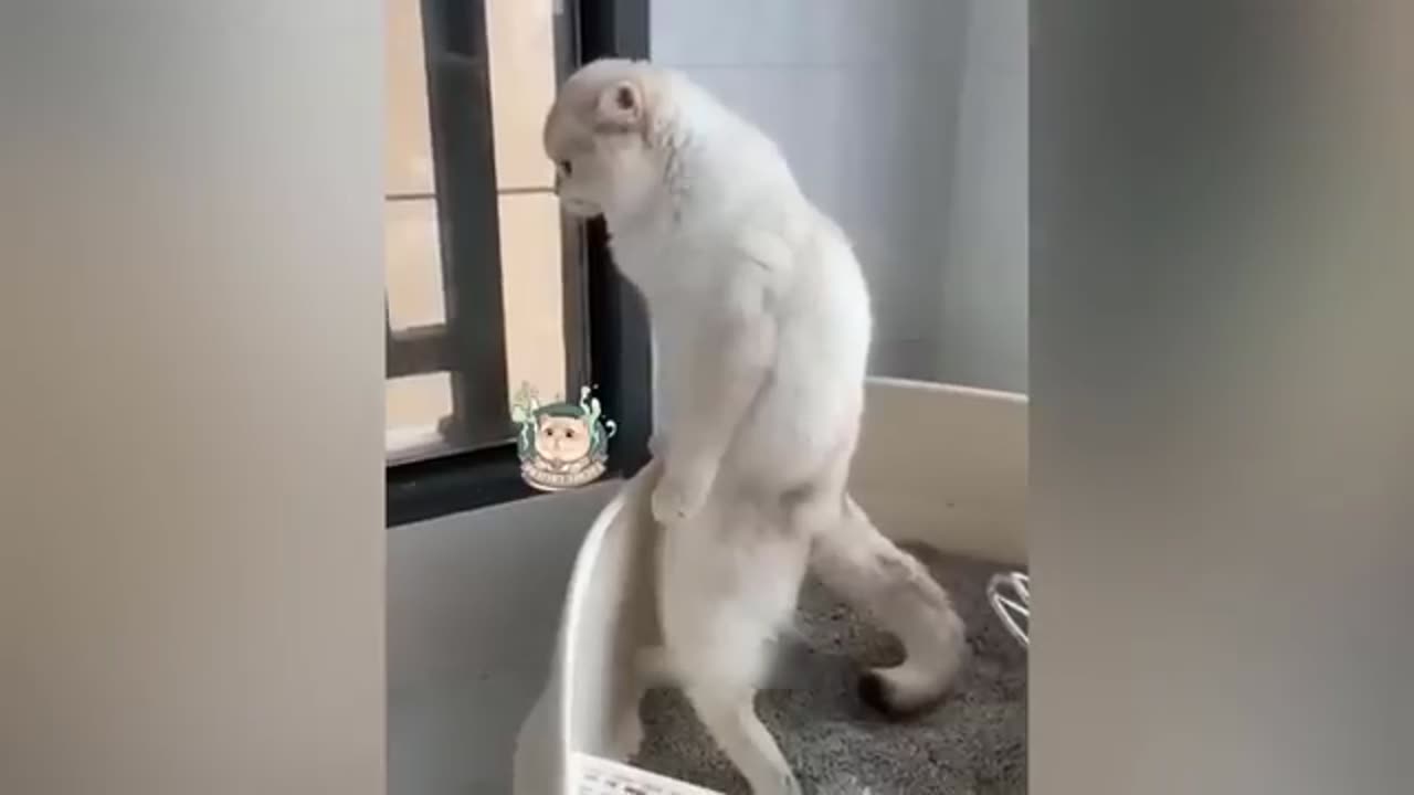 Funny cats