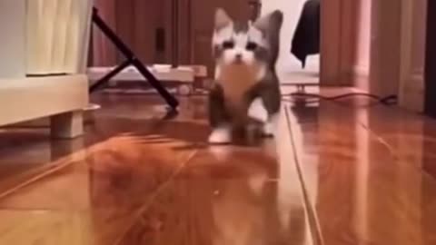 Cats Doing Cat Thing