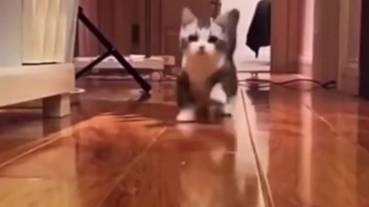 Cats Doing Cat Thing