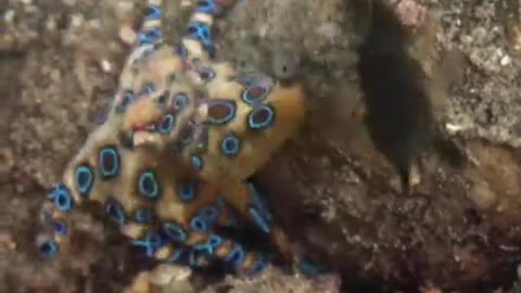 A RARE OCTOPUS WITH BLUE RINGS