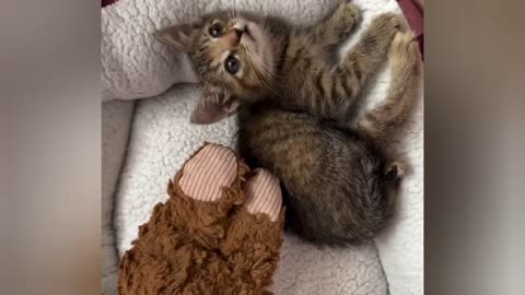 So cute kitten 😍