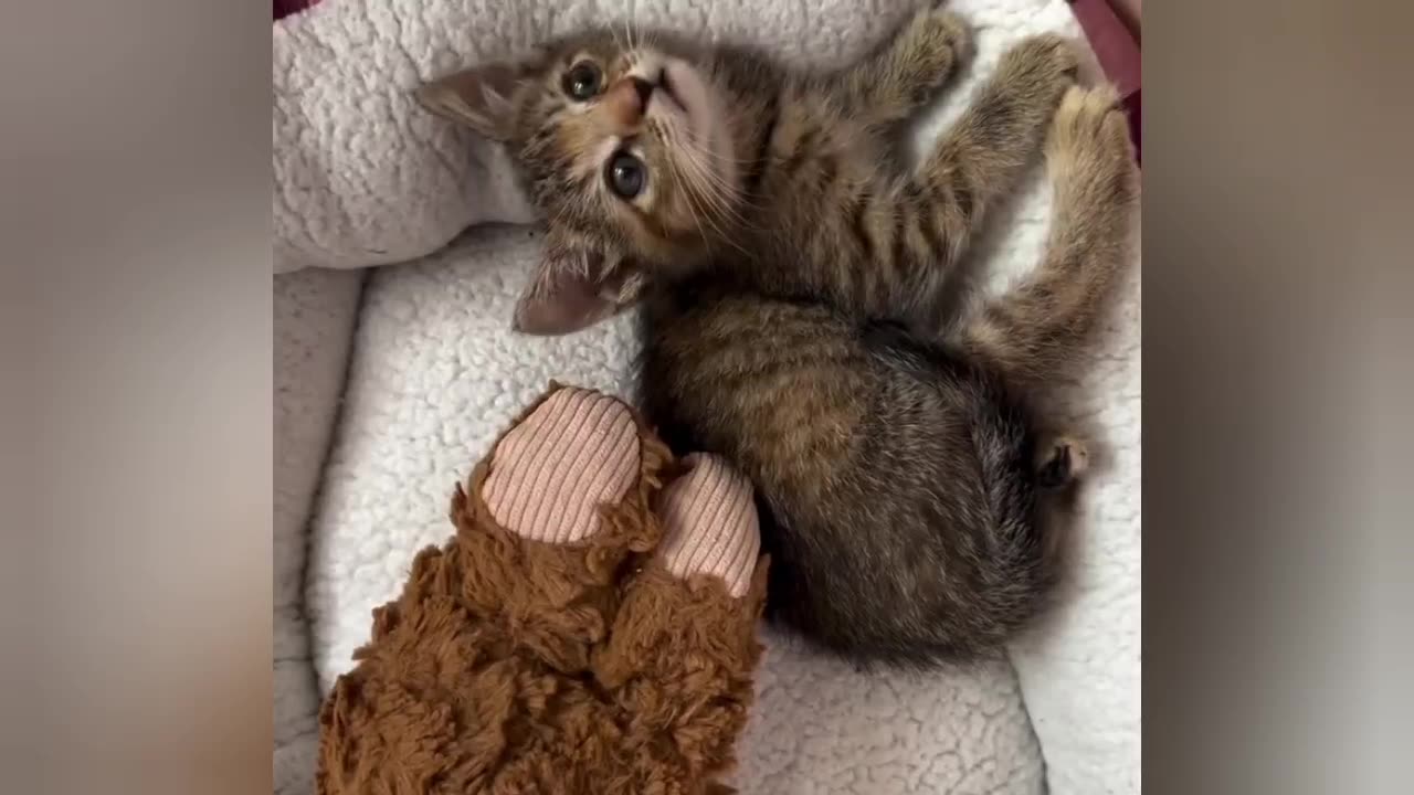 So cute kitten 😍