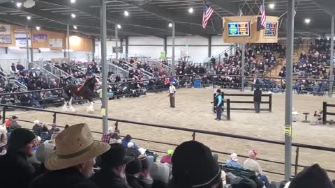 $100,000 Clydesdale Stallion at Topeka!