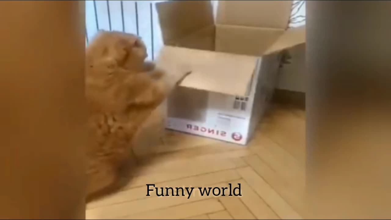 Funny Dogs And Cats Videos 2024 😅🐶 Best Funniest Animal Videos Of The Week