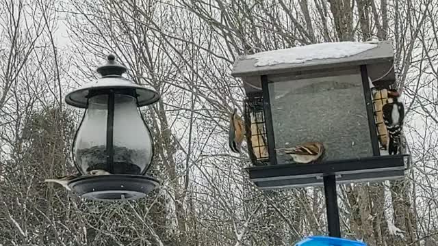 A mix of birds eating