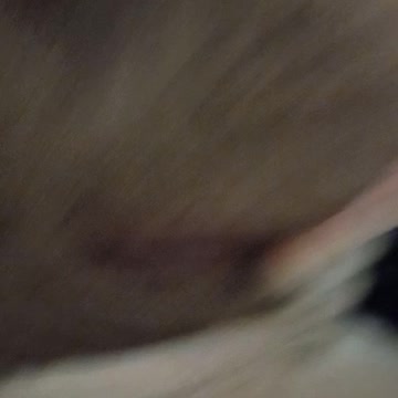 Dog snores like an old man