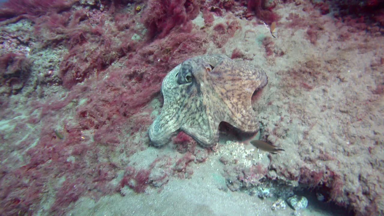 Huge Octopus at Playa Chicca