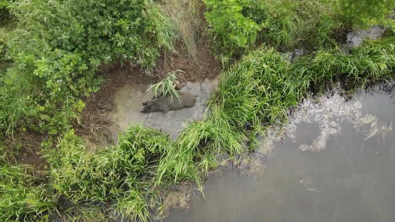 Cameraman loses control of swimming pig!