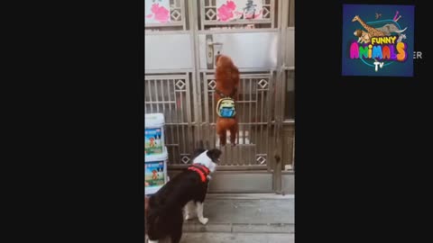 Animal funniest video
