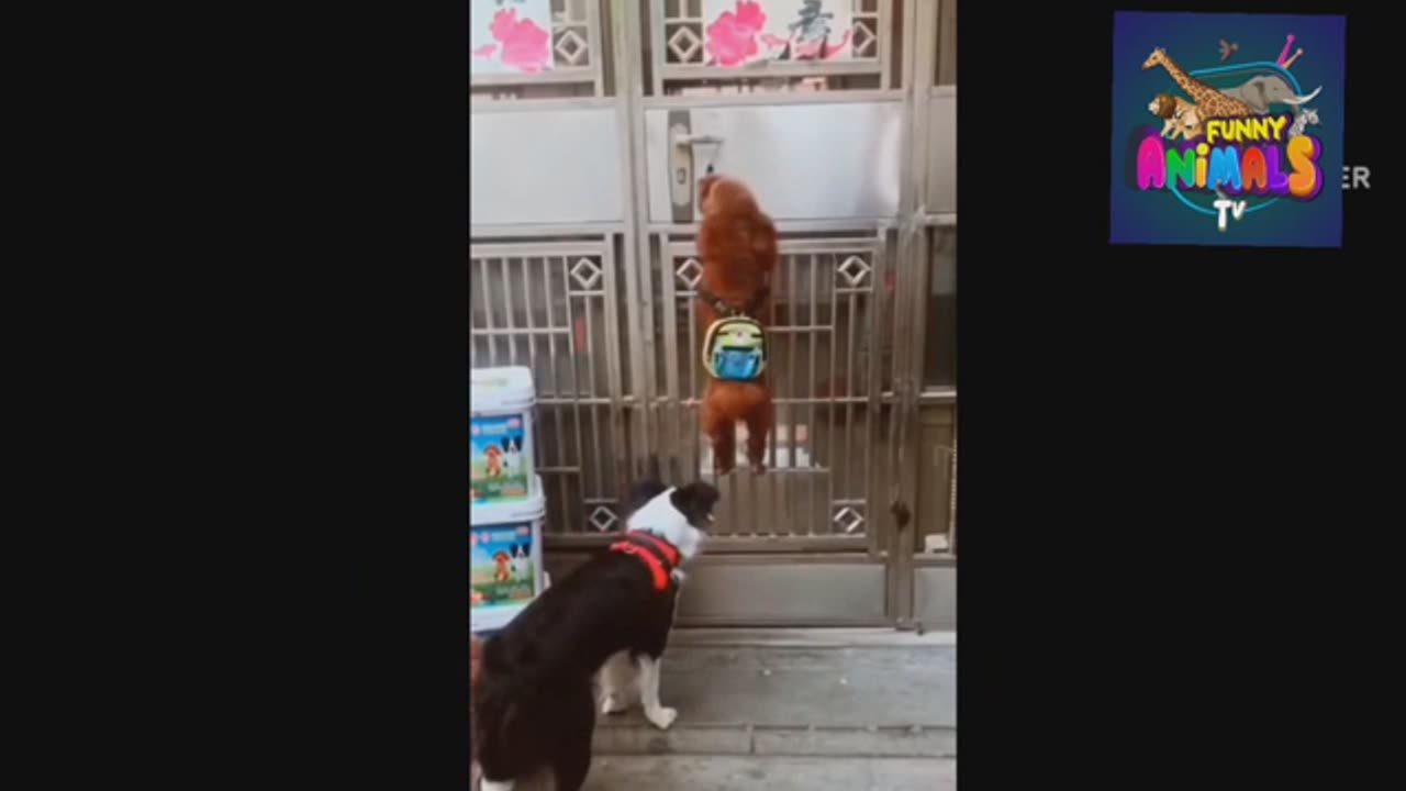 Animal funniest video