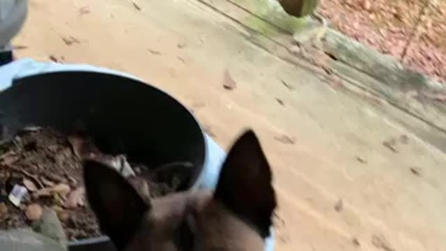 Poodle gives canine sister his unwanted treats. So sweet!