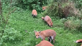 Generations of Foxes Feed