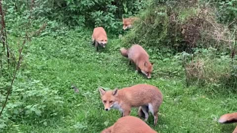 Generations of Foxes Feed