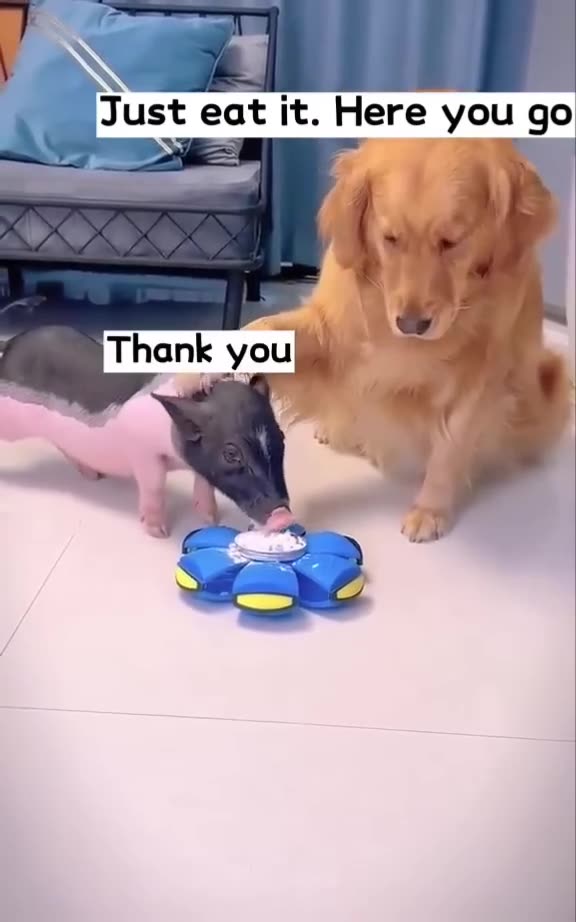 A very clever dog vwith a pig