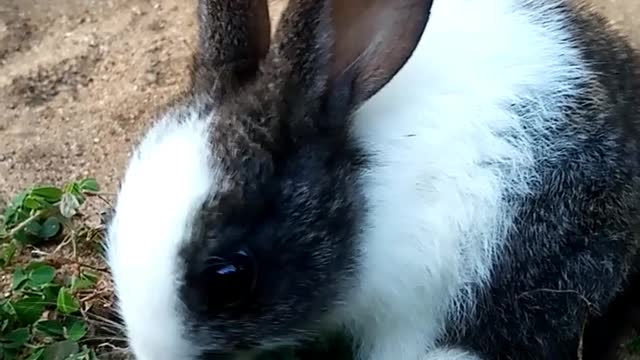 🐇💖🐰Adorable Baby Rabbit🐰💖🐇