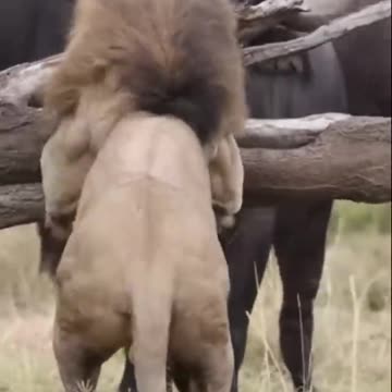 Buffalo fight back lion, Shorts #Animals
