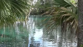 manatee festival