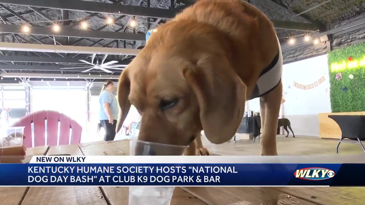 'National Dog Day Bash' at Club K9 benefiting the Kentucky Humane Society